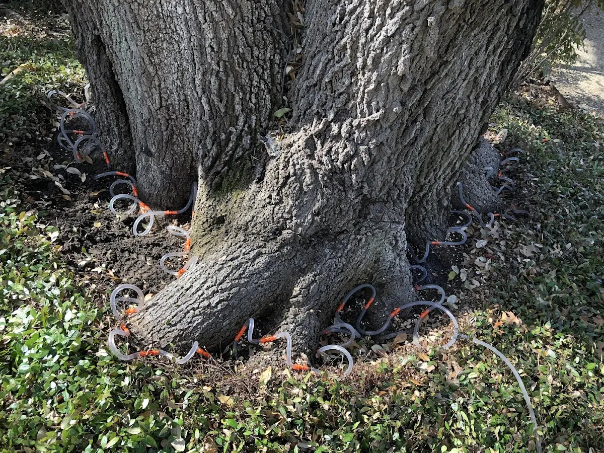 Detailed Tree Cabling and Bracing job site in Hinkley