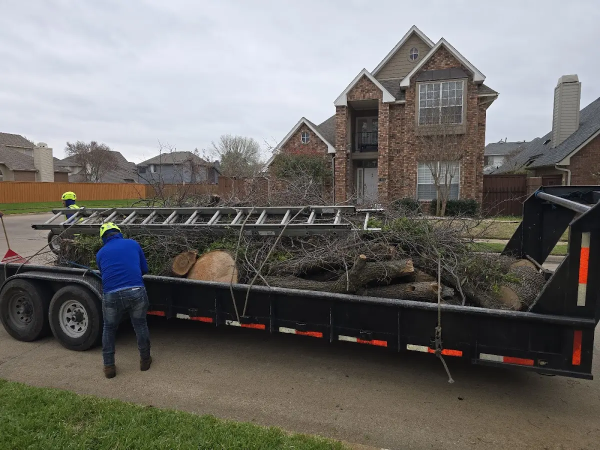 Expert Tree Pest Control with proper safety equipment in Hinkley